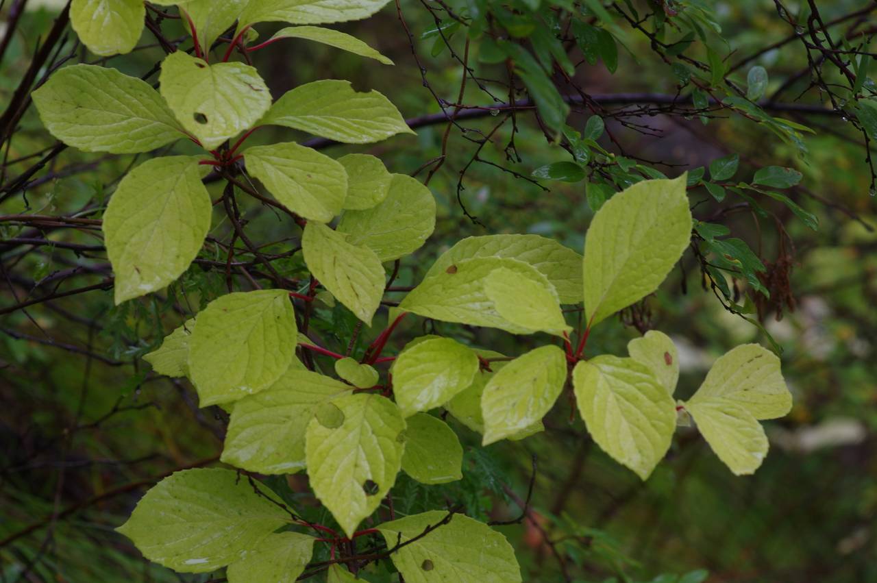 Schisandra chinensis (Turcz.) Baill., Siberia, Russian Far East (S6) (Russia)
