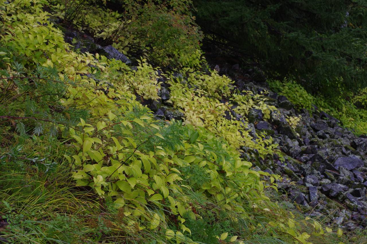 Schisandra chinensis (Turcz.) Baill., Siberia, Russian Far East (S6) (Russia)