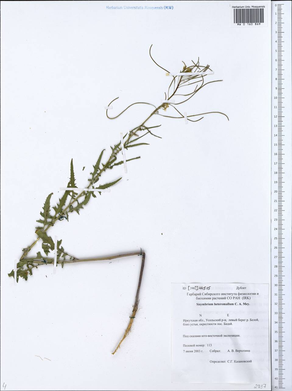 Sisymbrium heteromallum C.A. Mey., Siberia, Baikal & Transbaikal region (S4) (Russia)
