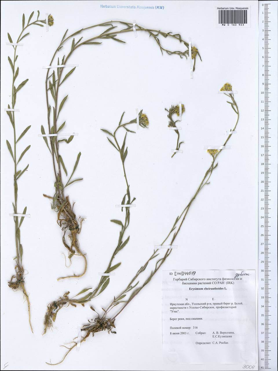 Erysimum cheiranthoides L., Siberia, Baikal & Transbaikal region (S4) (Russia)