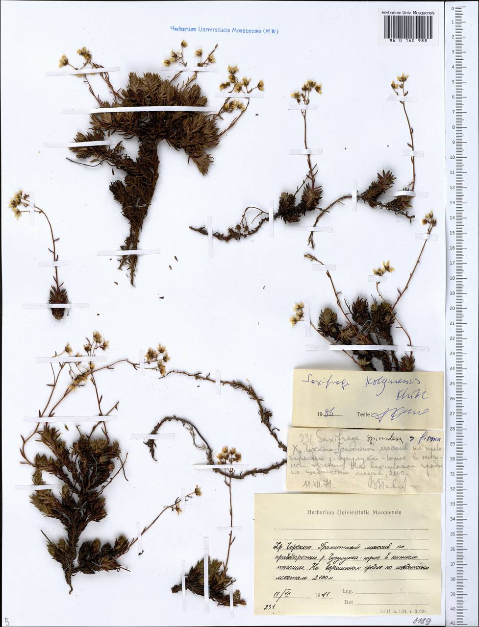 Saxifraga bronchialis subsp. stelleriana (Merk ex Ser.) Malysch., Siberia, Yakutia (S5) (Russia)