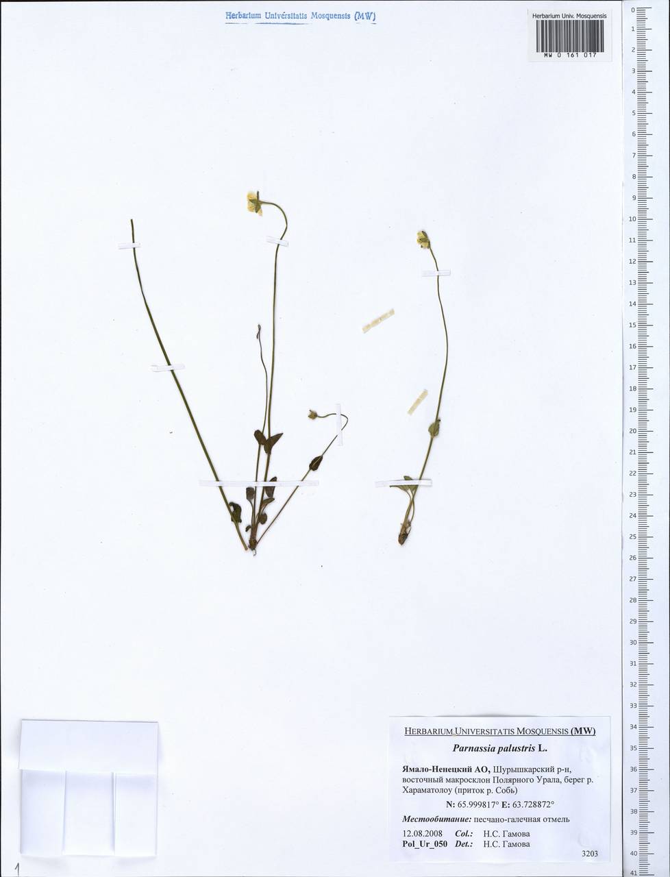 Parnassia palustris L., Siberia, Western Siberia (S1) (Russia)