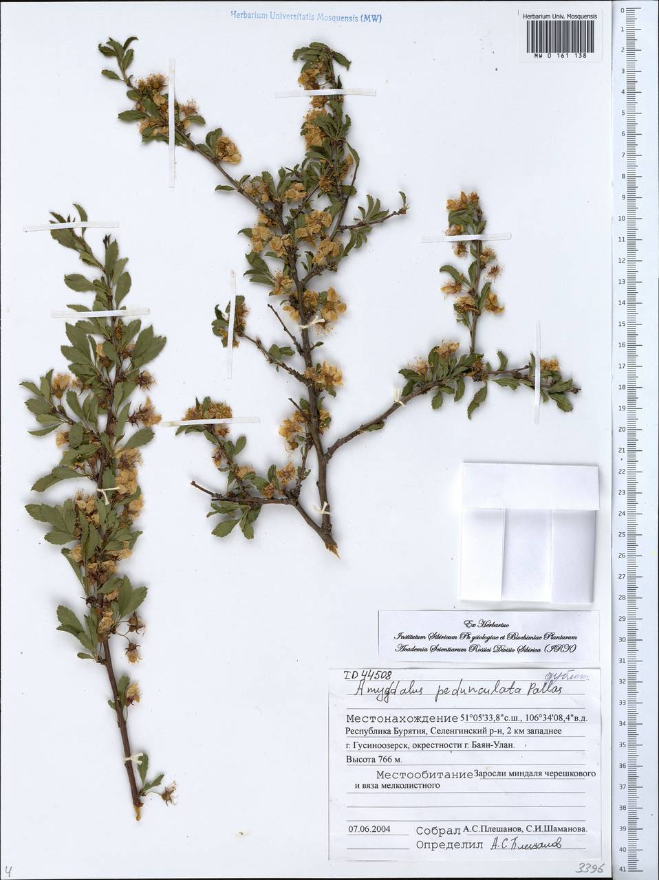 Prunus pedunculata (Pall.) Maxim., Siberia, Baikal & Transbaikal region (S4) (Russia)