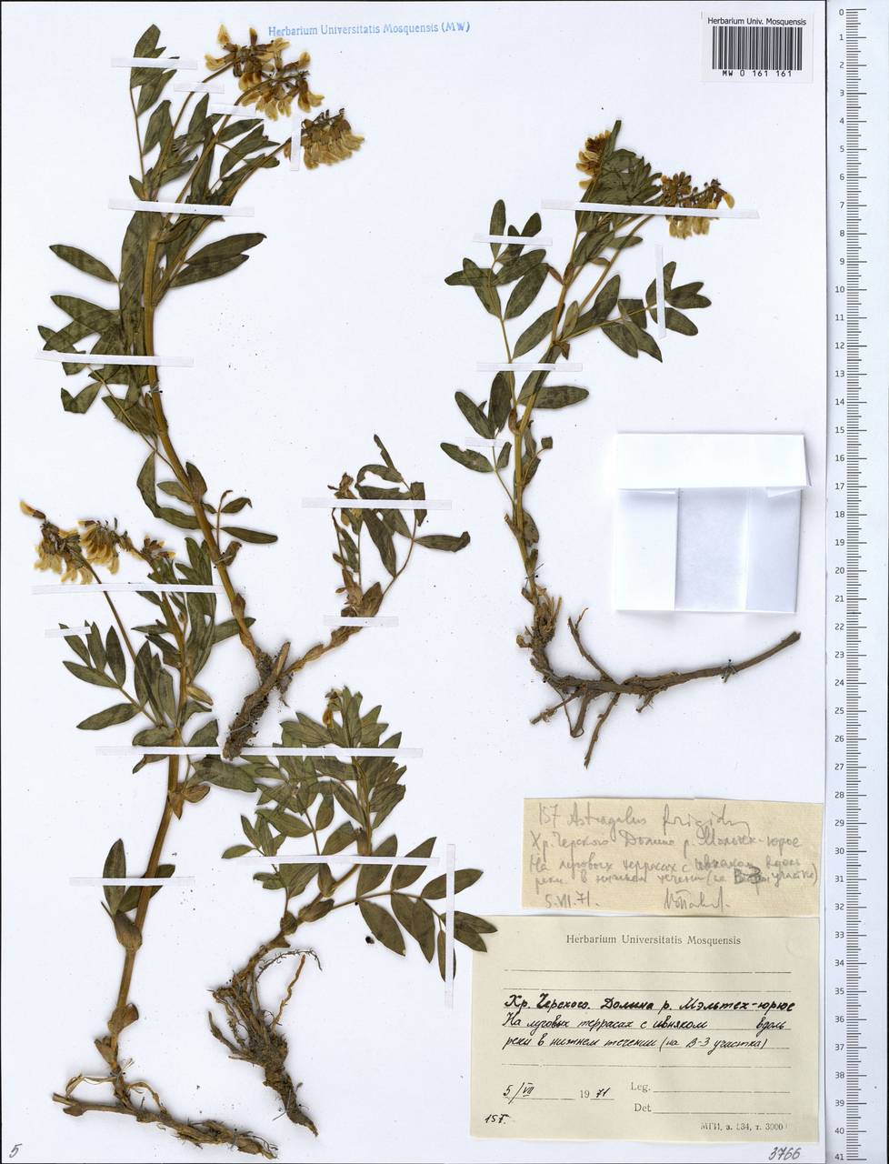 Astragalus frigidus (L.) A. Gray, Siberia, Yakutia (S5) (Russia)