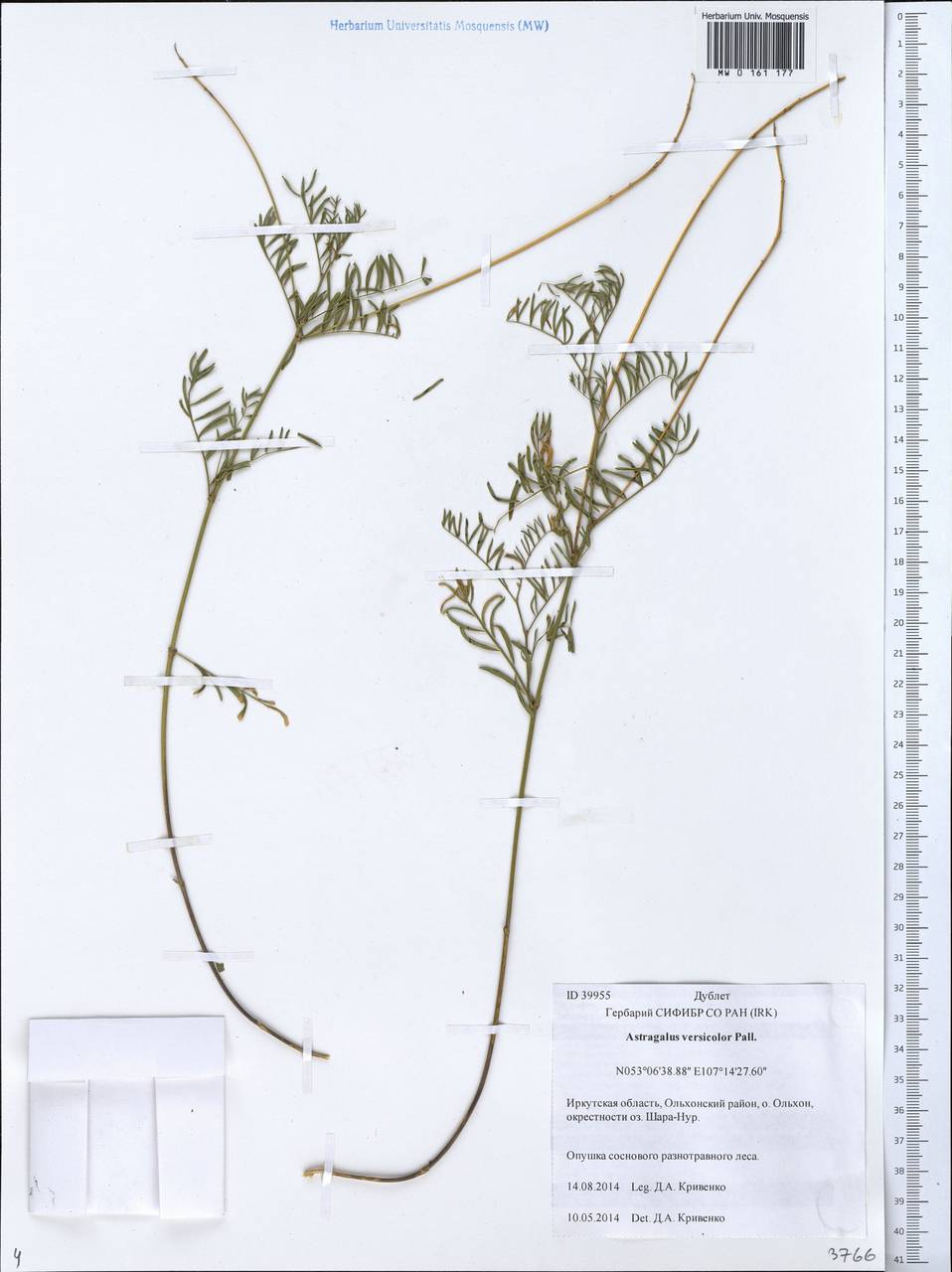 Astragalus versicolor Pall., Siberia, Baikal & Transbaikal region (S4) (Russia)