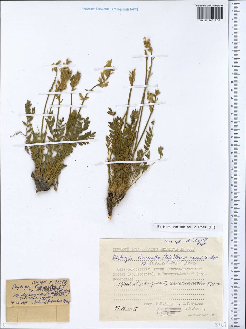 Oxytropis leucantha (Pall.)Bunge, Siberia, Yakutia (S5) (Russia)