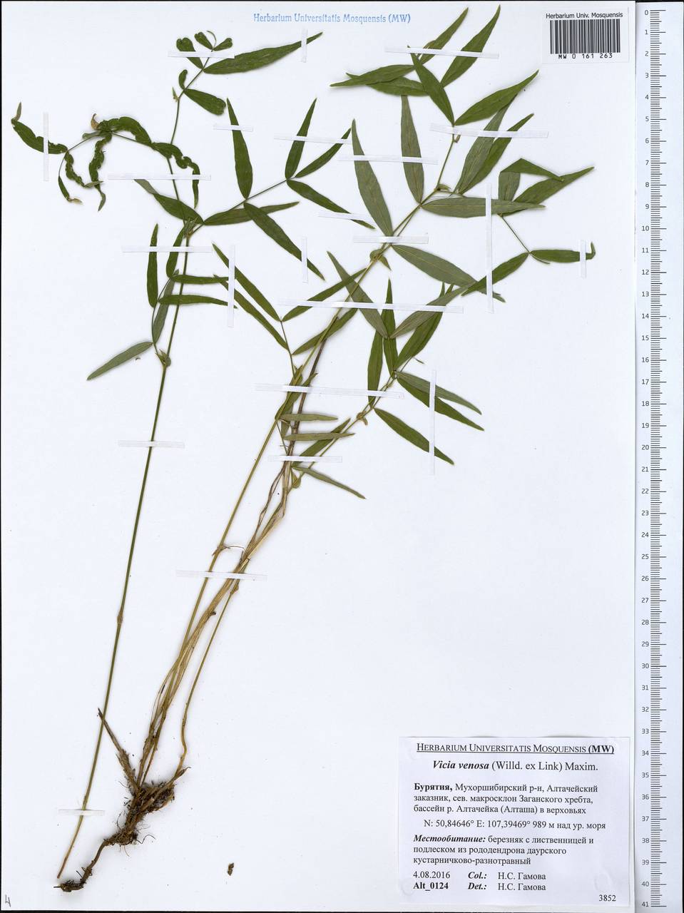 Vicia venosa (Link)Maxim., Siberia, Baikal & Transbaikal region (S4) (Russia)