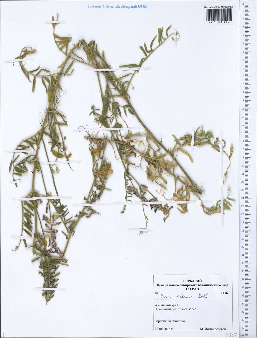 Vicia villosa Roth, Siberia, Altai & Sayany Mountains (S2) (Russia)