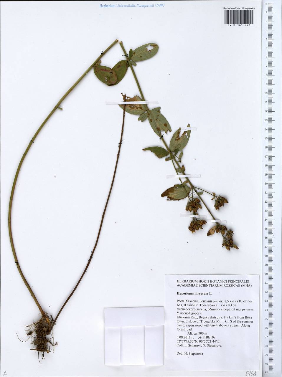 Hypericum hirsutum L., Siberia, Altai & Sayany Mountains (S2) (Russia)
