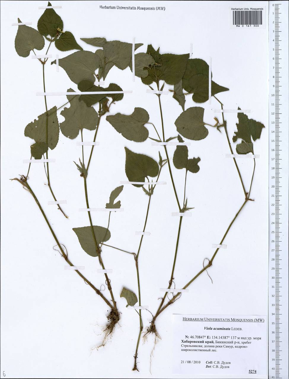 Viola acuminata Ledeb., Siberia, Russian Far East (S6) (Russia)