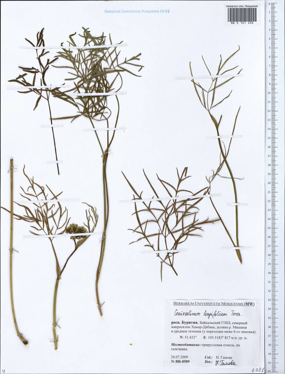 Conioselinum longifolium Turcz., Siberia, Baikal & Transbaikal region (S4) (Russia)