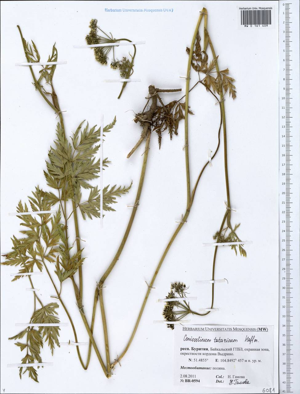 Conioselinum tataricum Hoffm., Siberia, Baikal & Transbaikal region (S4) (Russia)