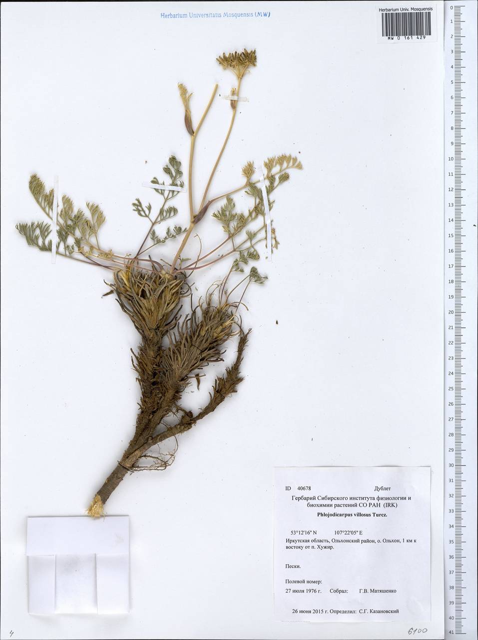 Phlojodicarpus villosus (Turcz. ex Fisch. & C. A. Mey.) Turcz. ex Ledeb., Siberia, Baikal & Transbaikal region (S4) (Russia)