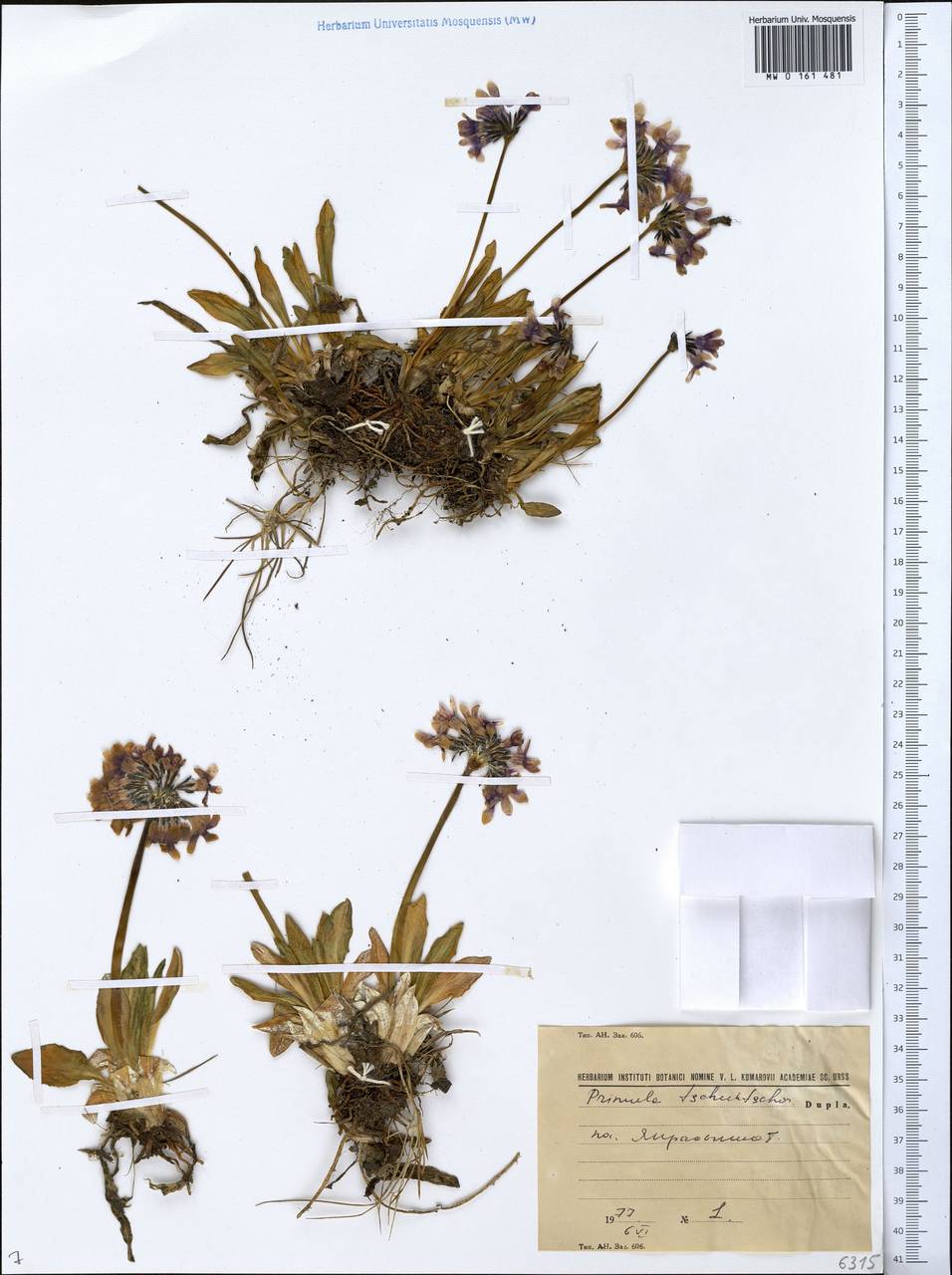 Primula tschuktschorum Kjellm., Siberia, Chukotka & Kamchatka (S7) (Russia)