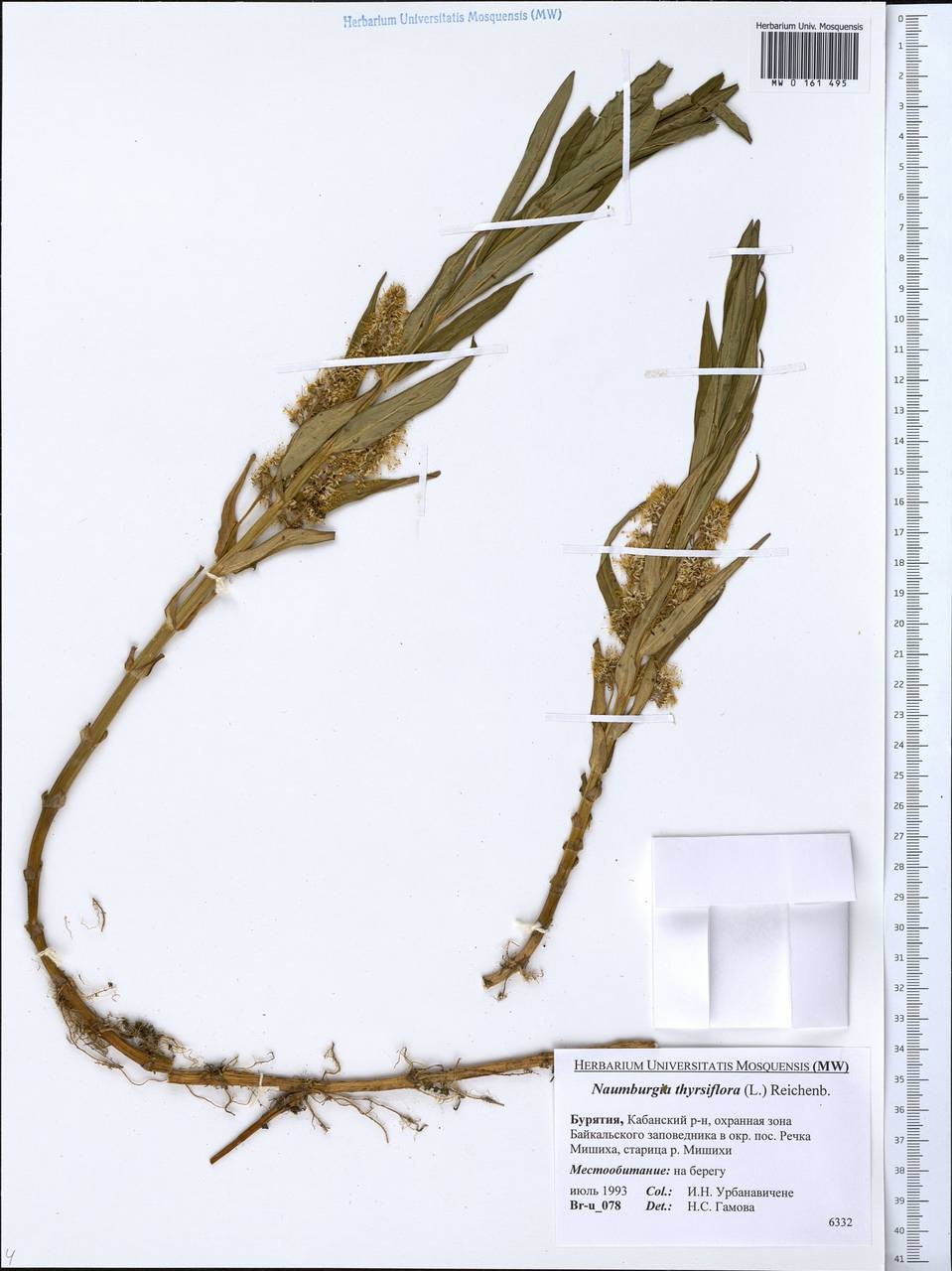 Lysimachia thyrsiflora L., Siberia, Baikal & Transbaikal region (S4) (Russia)