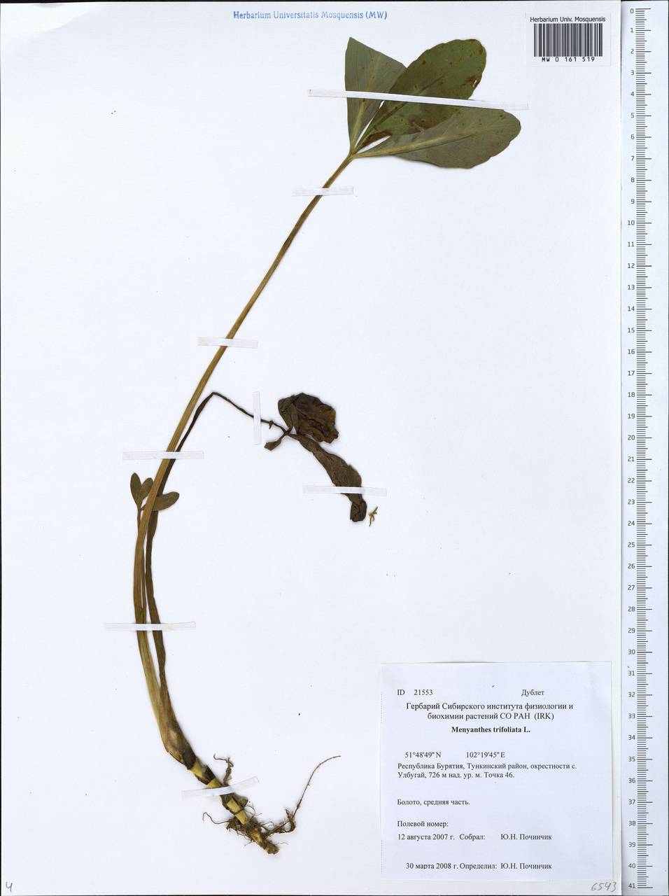 Menyanthes trifoliata L., Siberia, Baikal & Transbaikal region (S4) (Russia)