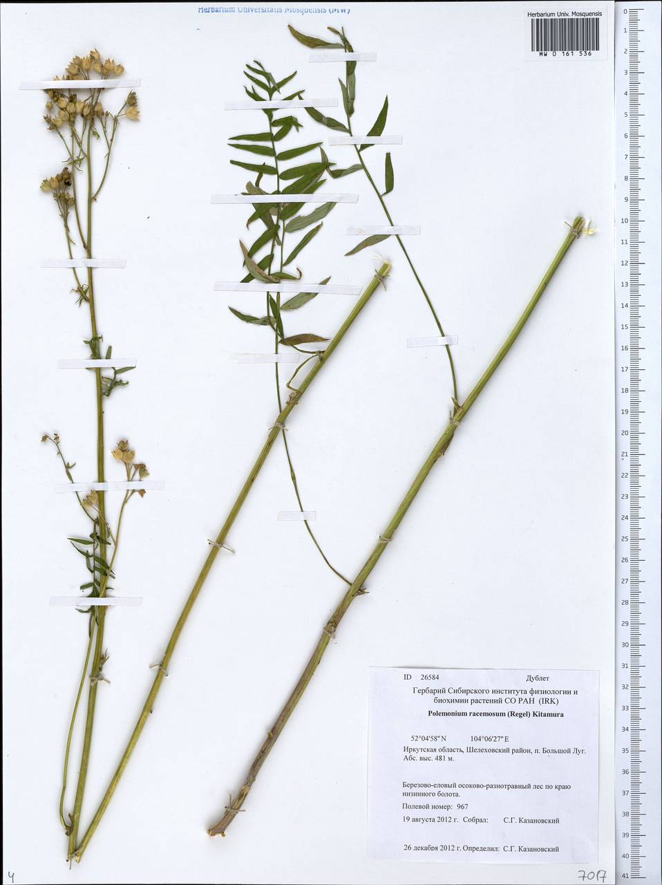 Polemonium caeruleum subsp. kiushianum (Kitam.) Hara, Siberia, Baikal & Transbaikal region (S4) (Russia)