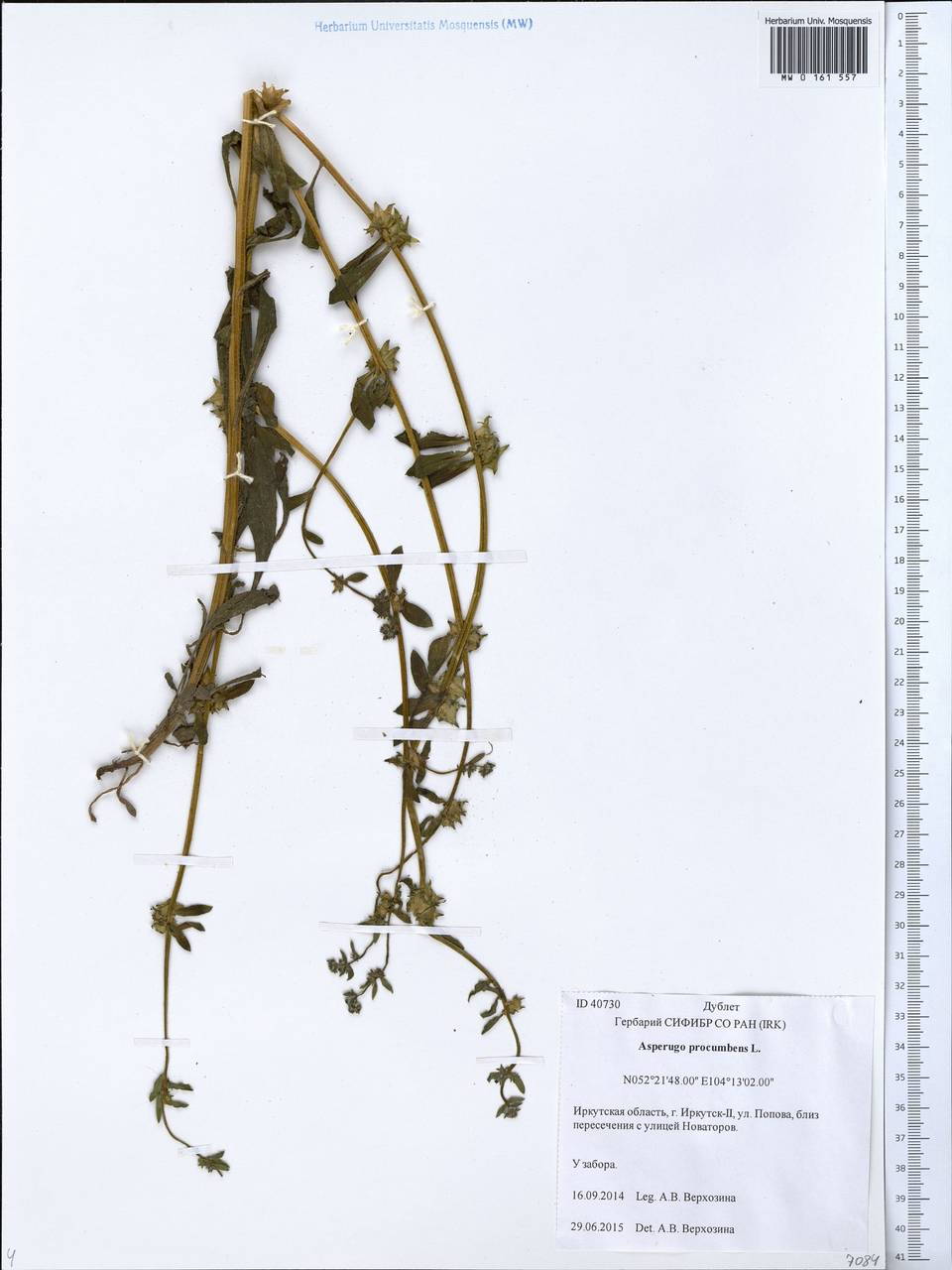 Asperugo procumbens L., Siberia, Baikal & Transbaikal region (S4) (Russia)