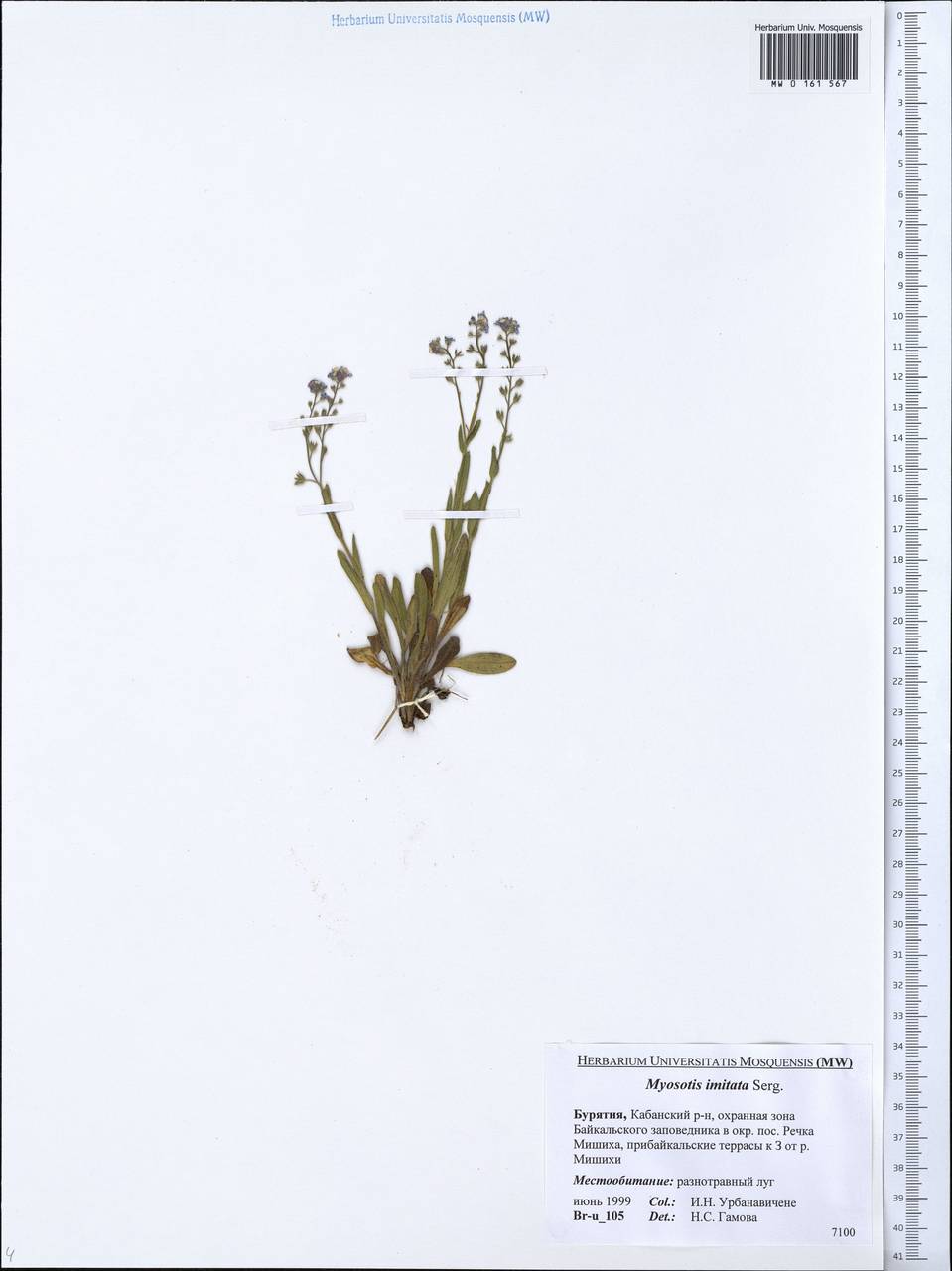 Myosotis alpestris subsp. alpestris, Siberia, Baikal & Transbaikal region (S4) (Russia)