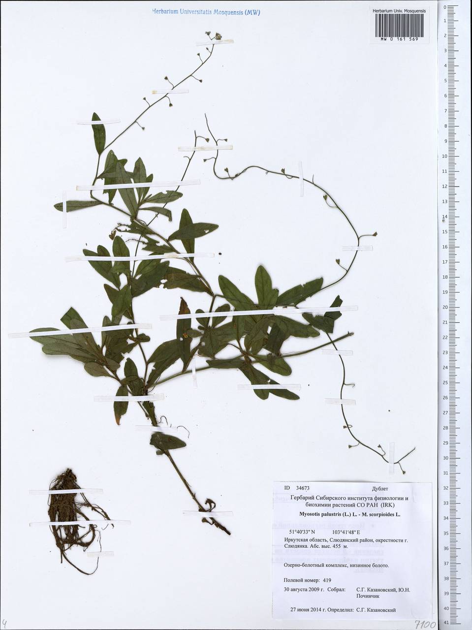 Myosotis scorpioides L., Siberia, Baikal & Transbaikal region (S4) (Russia)