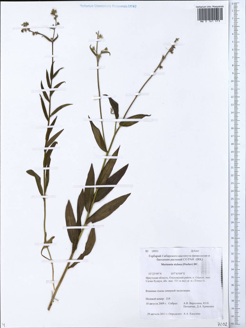 Mertensia stylosa (Fisch.) DC., Siberia, Baikal & Transbaikal region (S4) (Russia)