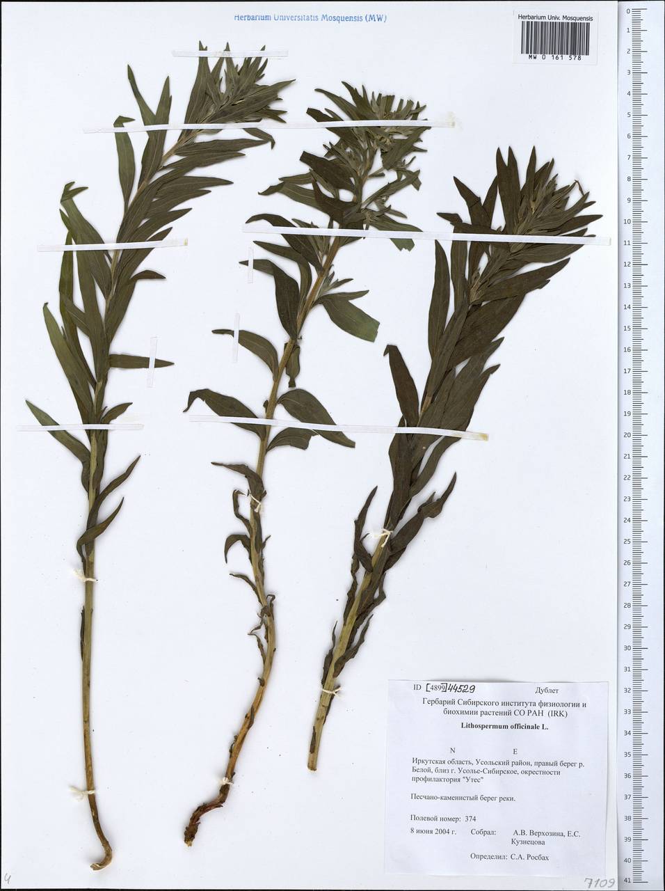 Lithospermum officinale L., Siberia, Baikal & Transbaikal region (S4) (Russia)