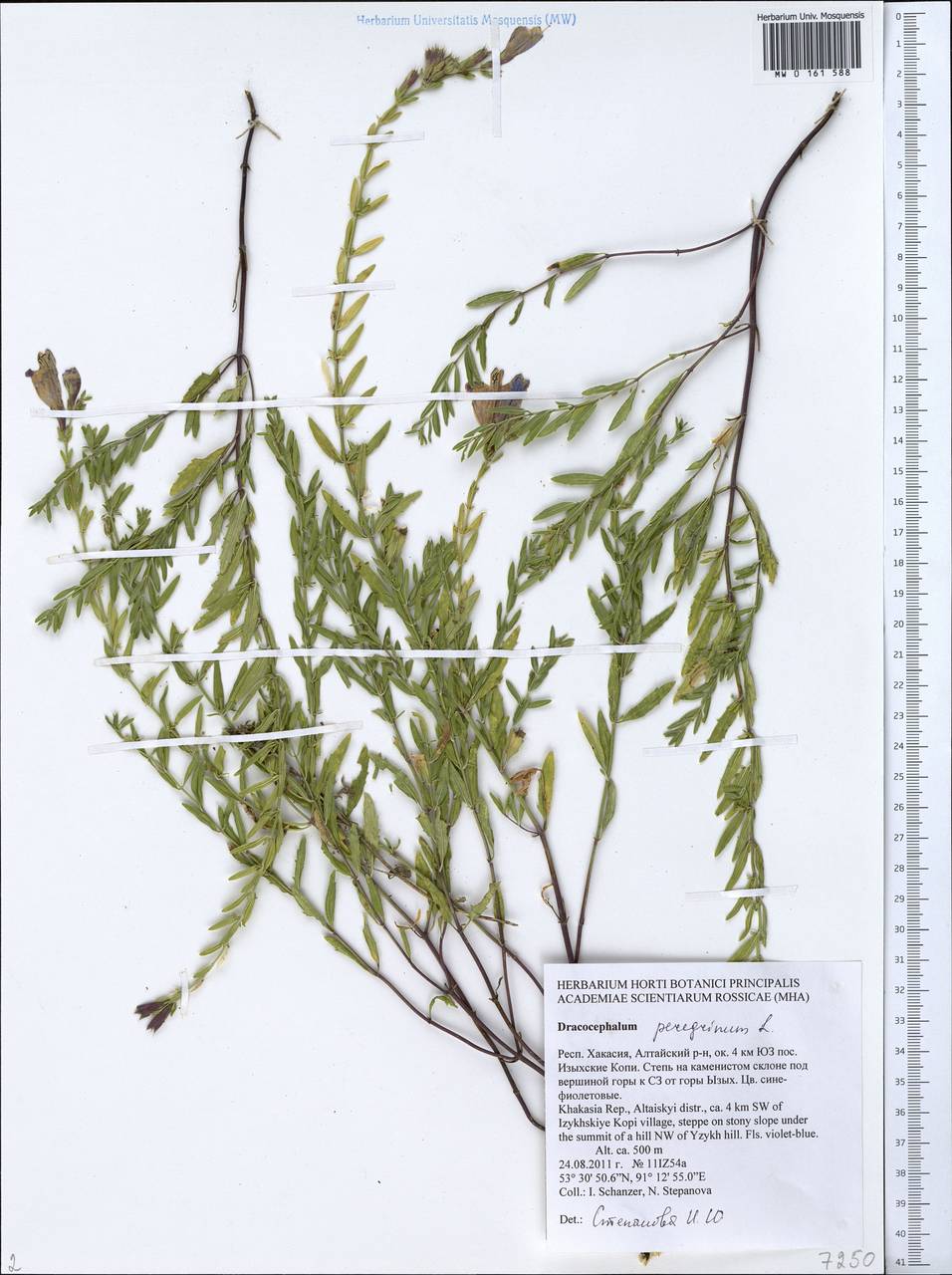 Dracocephalum peregrinum L., Siberia, Altai & Sayany Mountains (S2) (Russia)