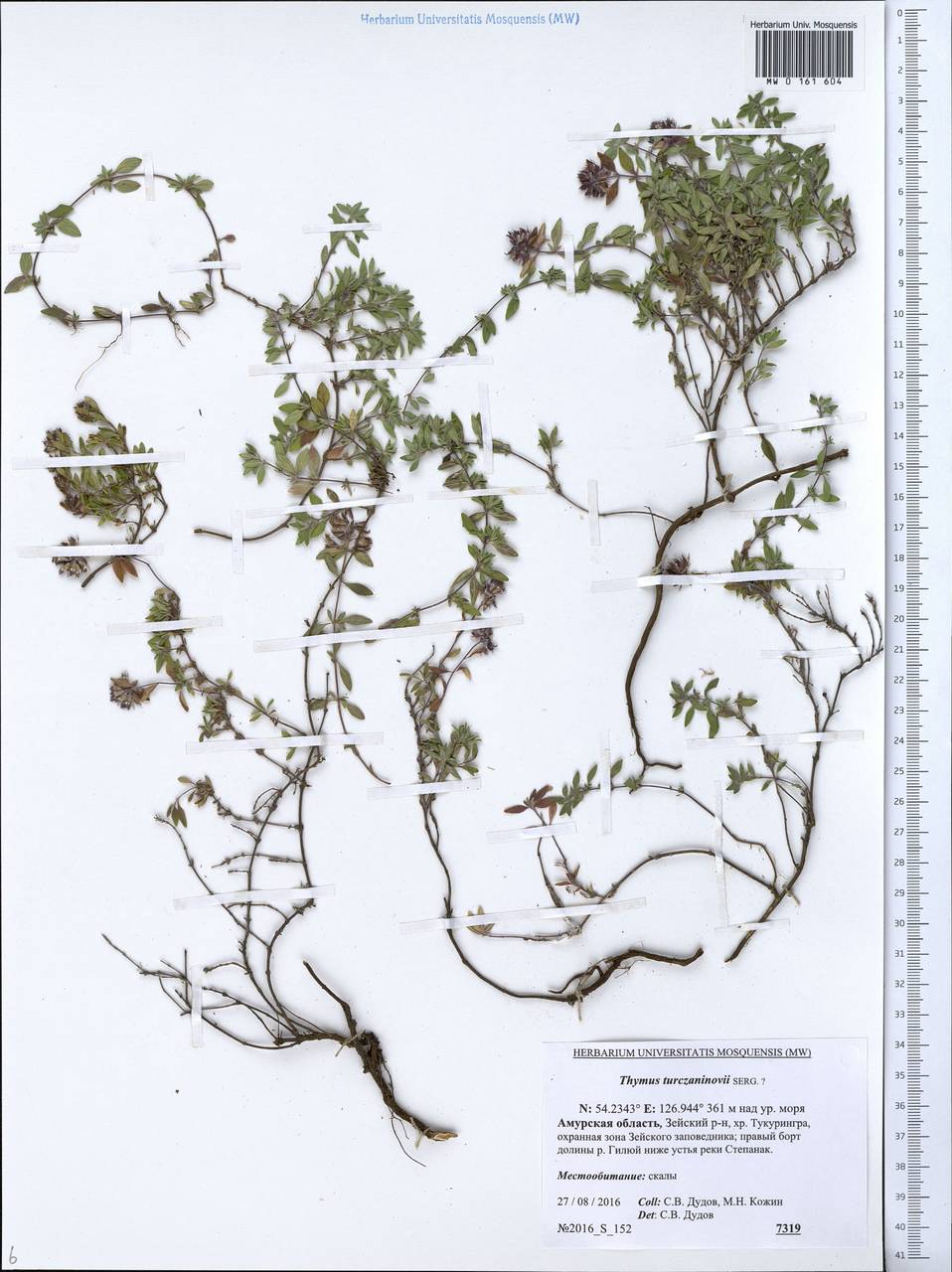 Thymus turczaninovii Serg., Siberia, Russian Far East (S6) (Russia)