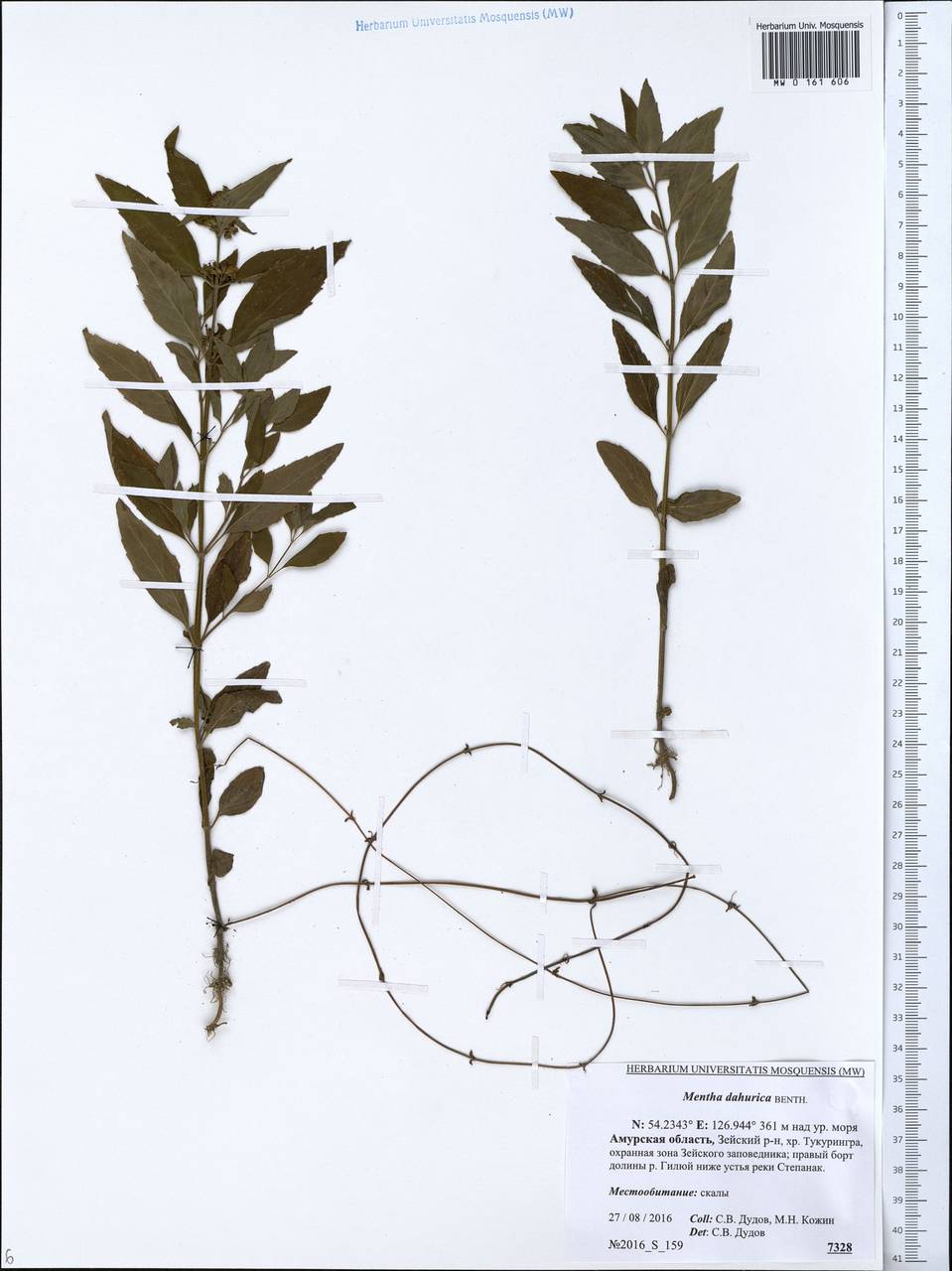 Mentha dahurica Fisch. ex Benth., Siberia, Russian Far East (S6) (Russia)