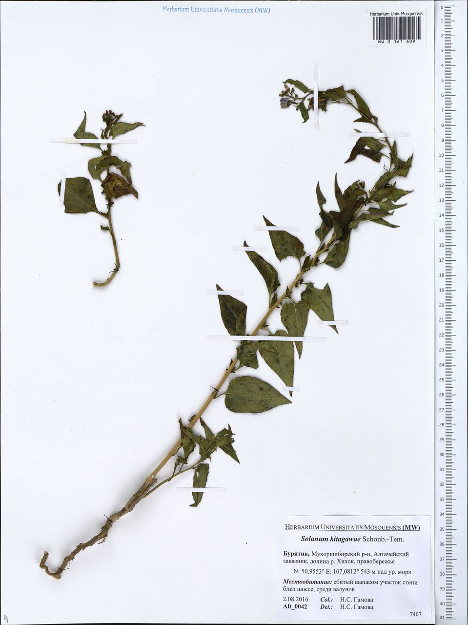 Solanum dulcamara L., Siberia, Baikal & Transbaikal region (S4) (Russia)