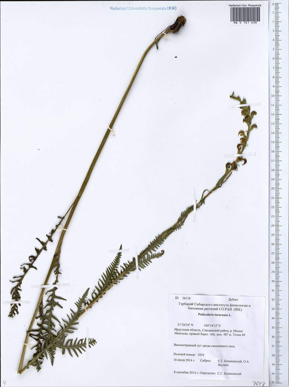Pedicularis incarnata L., Siberia, Baikal & Transbaikal region (S4) (Russia)