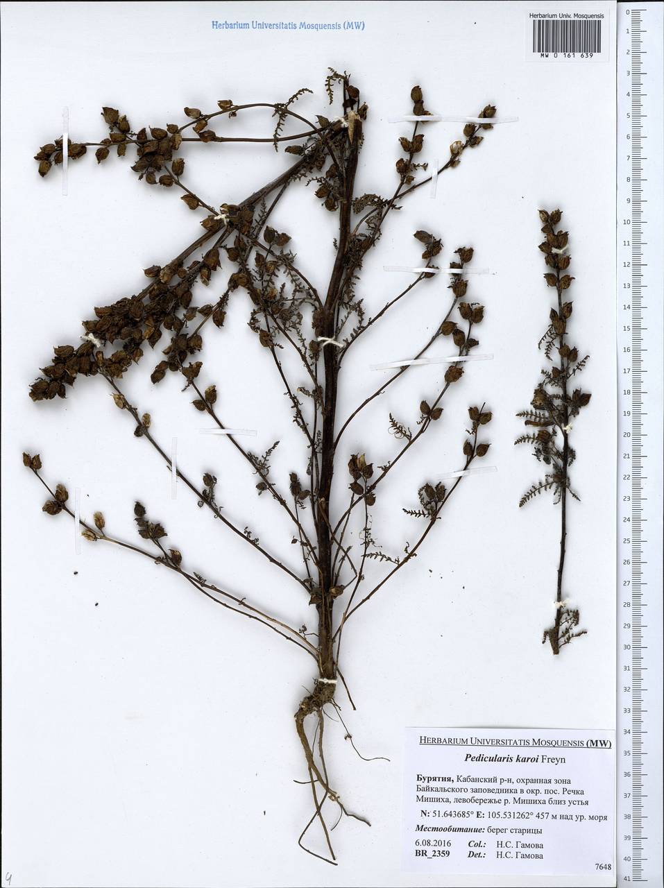 Pedicularis karoi Freyn, Siberia, Baikal & Transbaikal region (S4) (Russia)