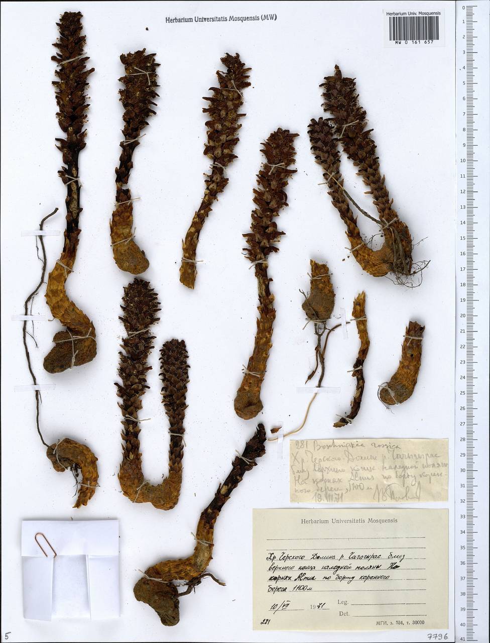 Boschniakia rossica (Cham. & Schlecht) B. Fedtsch., Siberia, Yakutia (S5) (Russia)