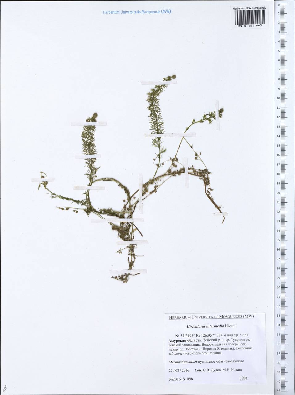 Utricularia intermedia Hayne, Siberia, Russian Far East (S6) (Russia)