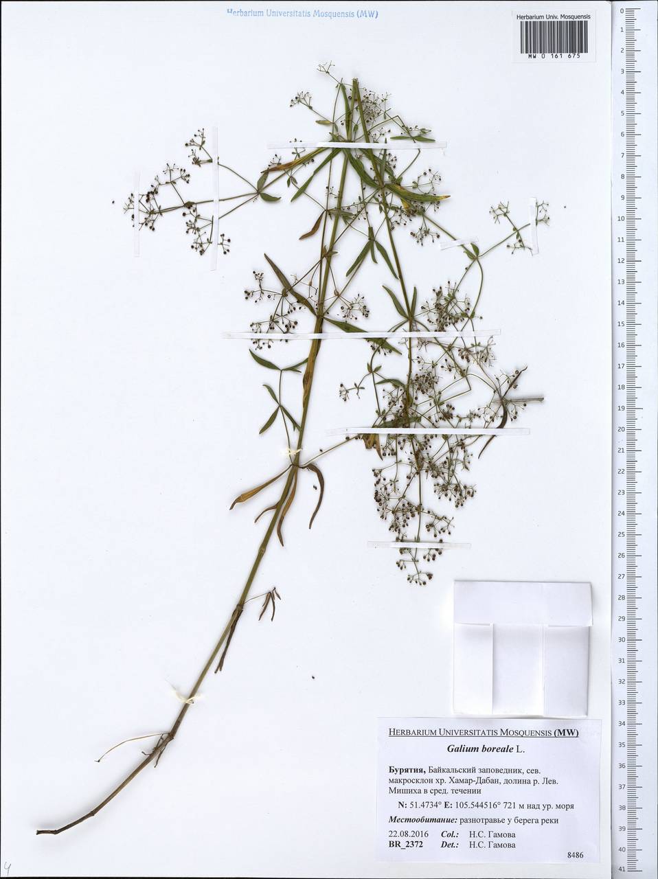 Galium boreale L., Siberia, Baikal & Transbaikal region (S4) (Russia)