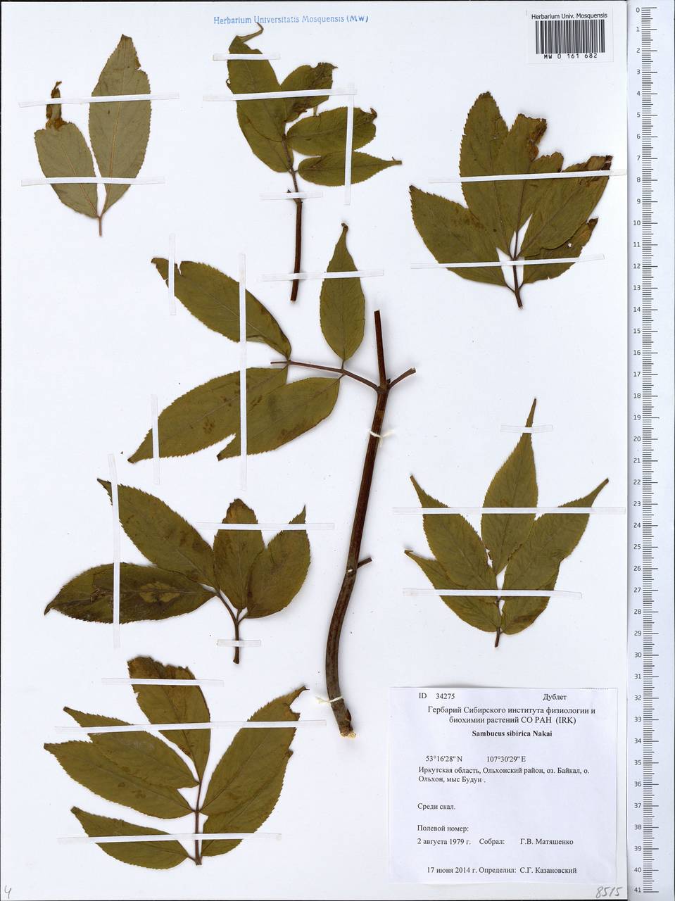 Sambucus sibirica Nakai, Siberia, Baikal & Transbaikal region (S4) (Russia)