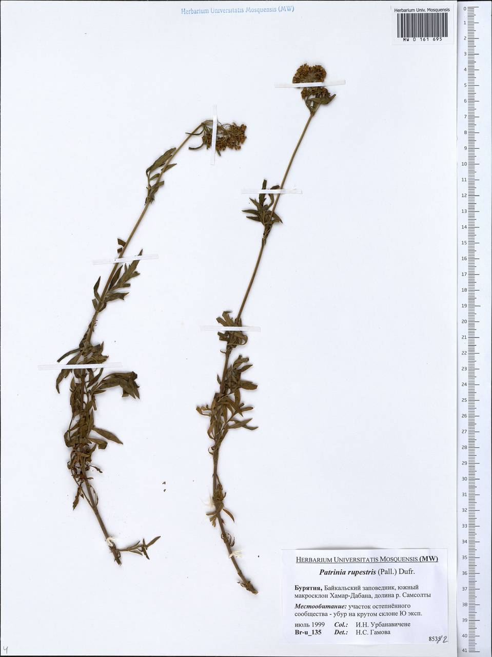 Patrinia rupestris (Pall.) Dufr., Siberia, Baikal & Transbaikal region (S4) (Russia)