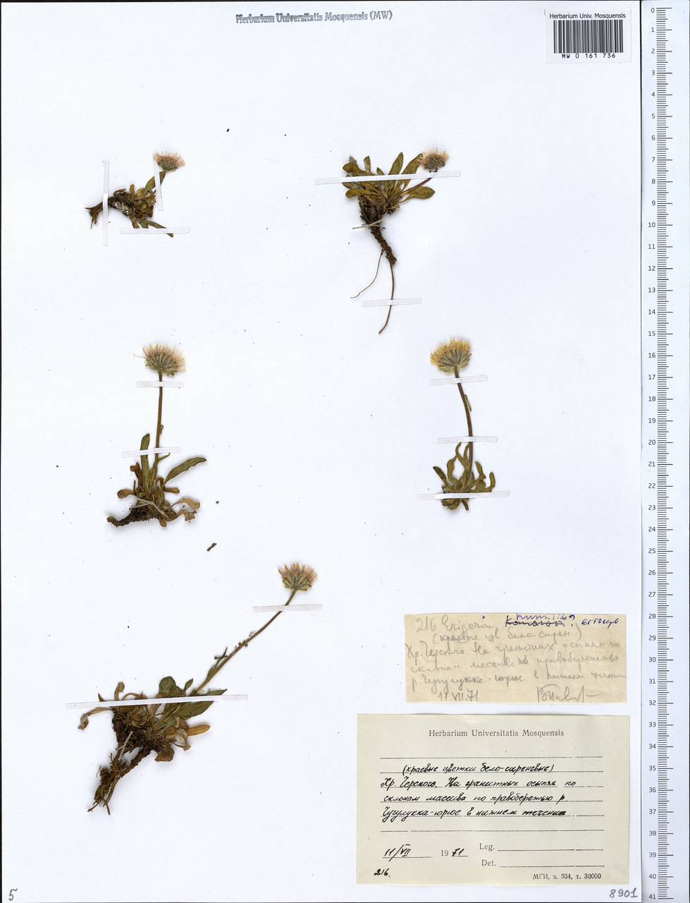 Erigeron eriocalyx (Ledeb.) Vierh., Siberia, Yakutia (S5) (Russia)