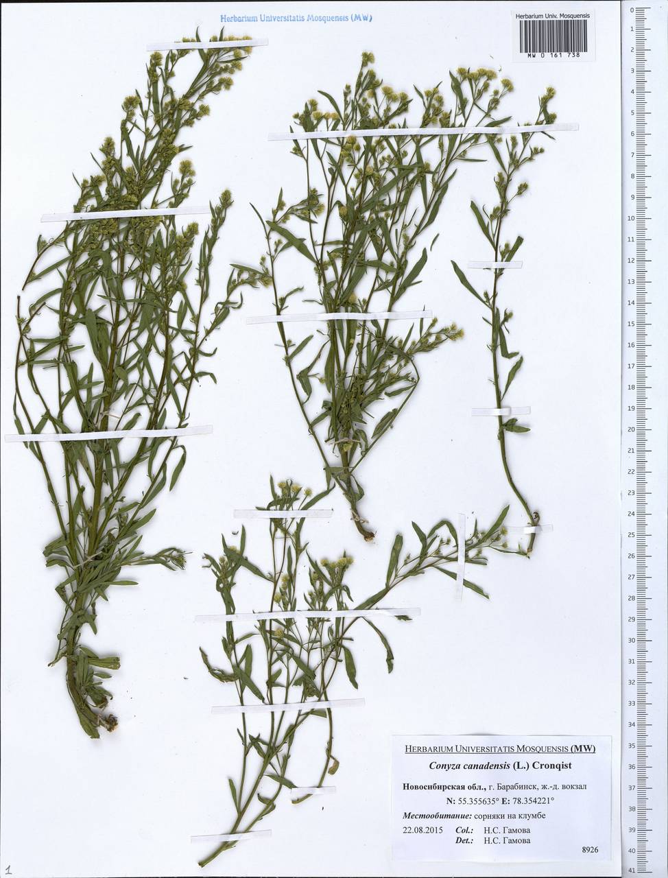 Erigeron canadensis L., Siberia, Western Siberia (S1) (Russia)