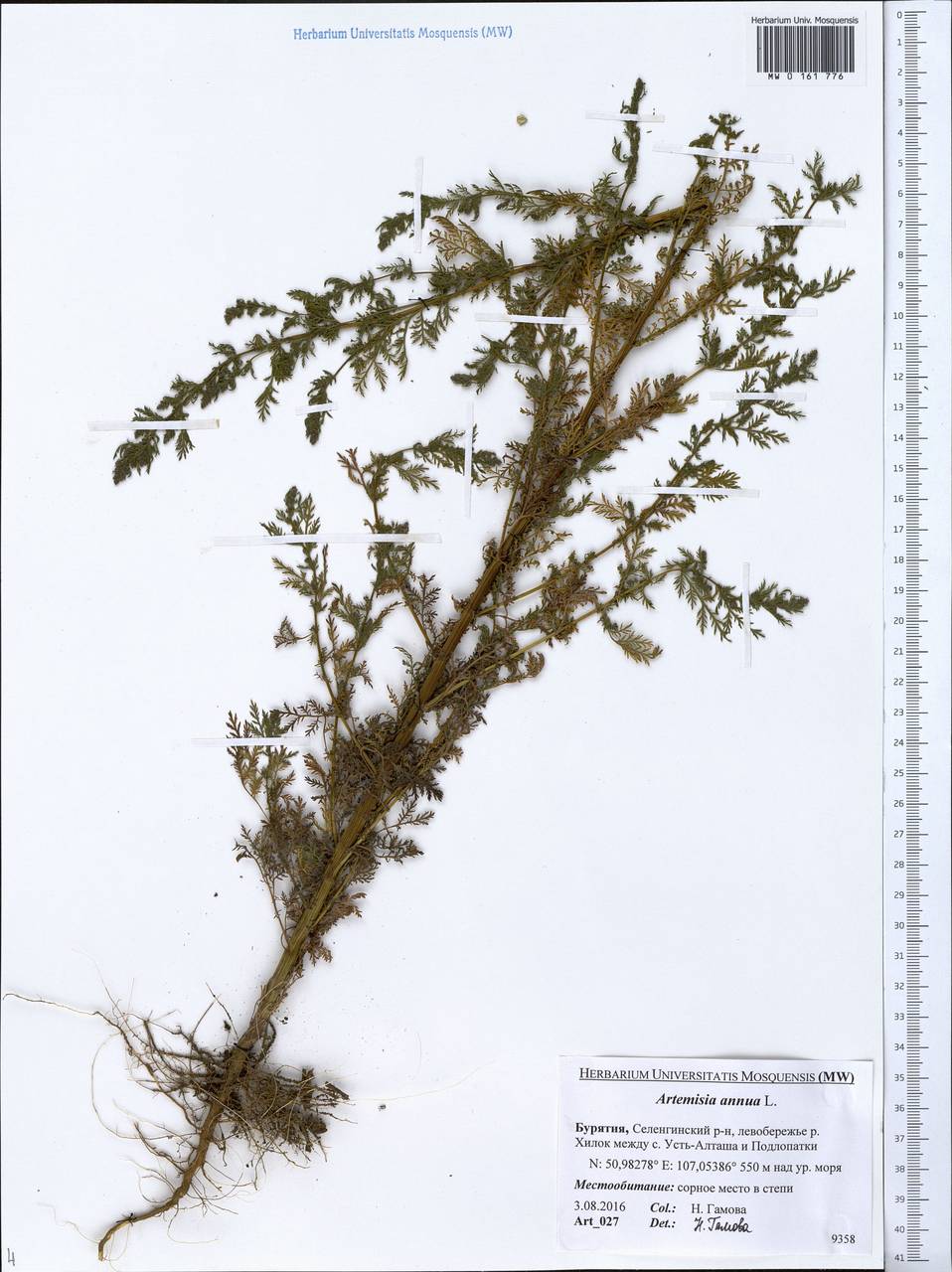 Artemisia annua L., Siberia, Baikal & Transbaikal region (S4) (Russia)