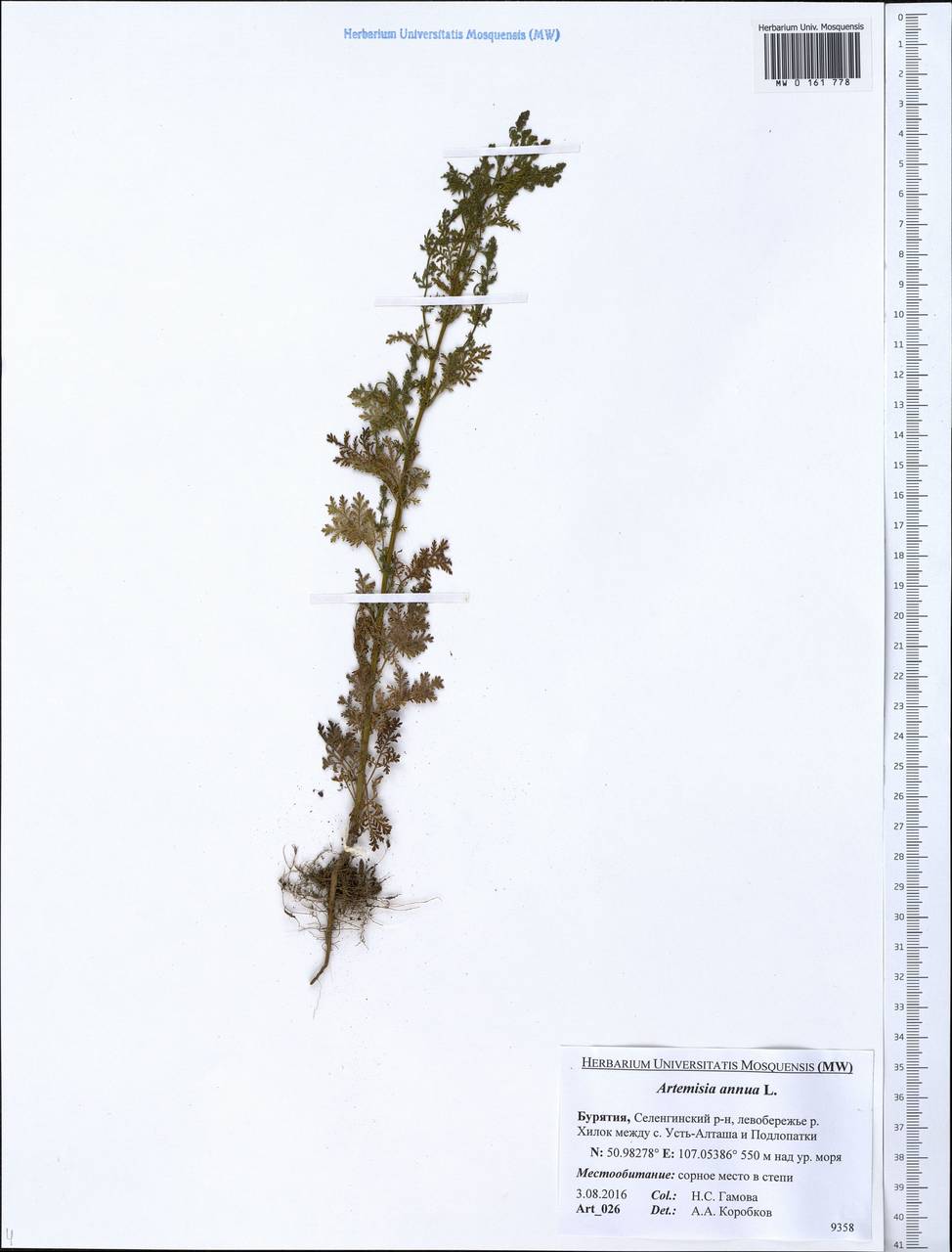 Artemisia annua L., Siberia, Baikal & Transbaikal region (S4) (Russia)