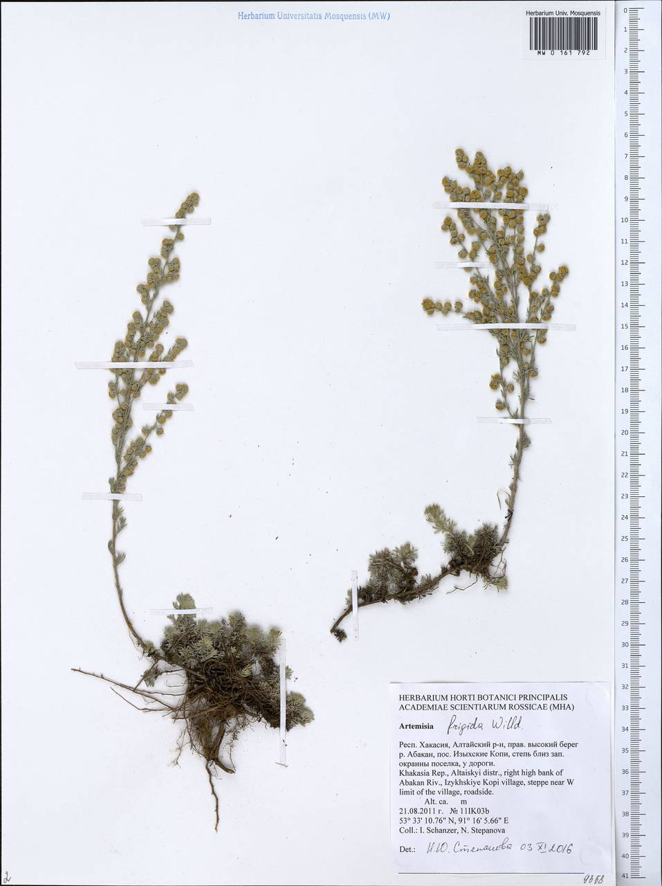 Artemisia frigida Willd., Siberia, Altai & Sayany Mountains (S2) (Russia)