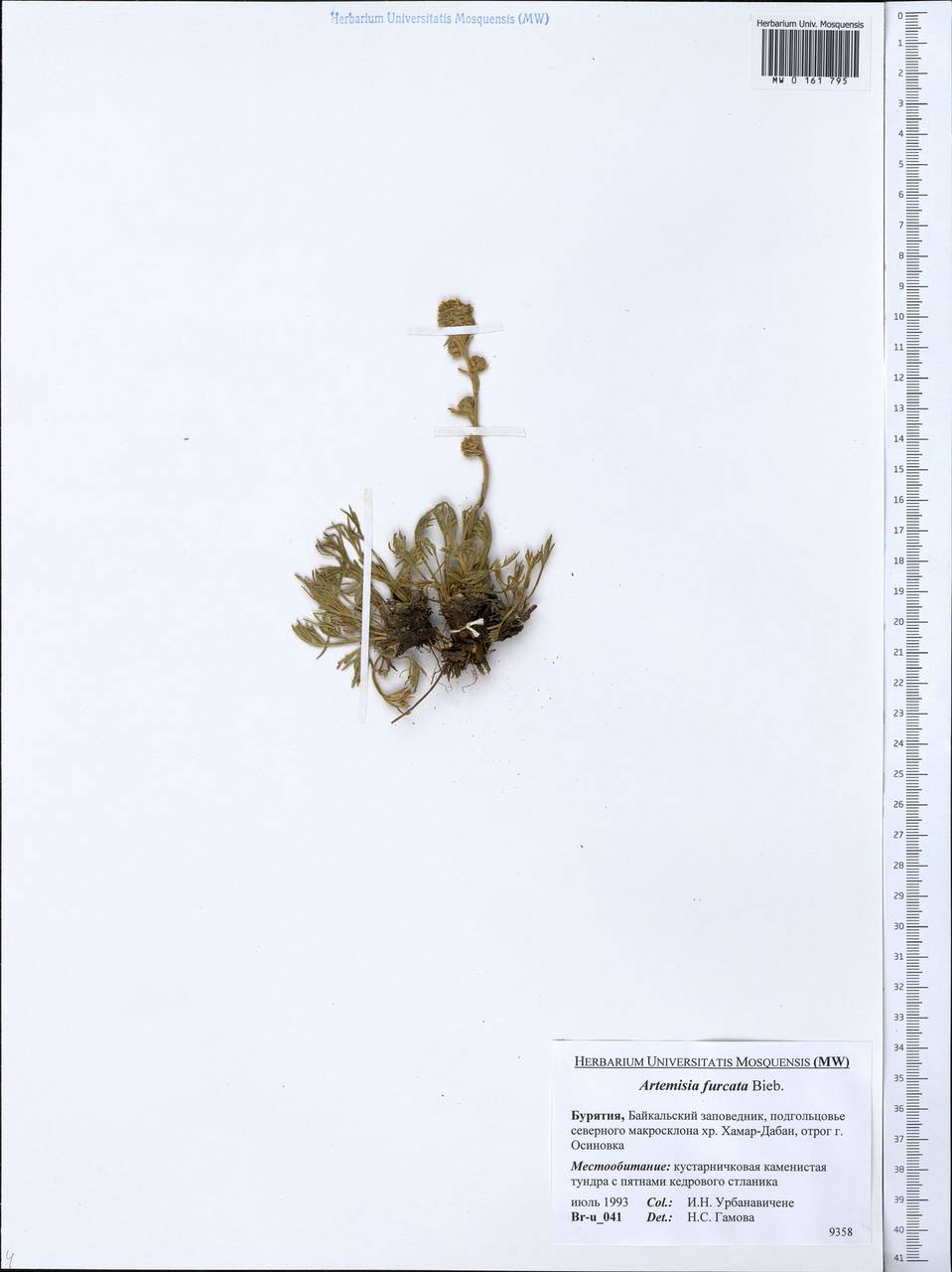 Artemisia furcata M. Bieb., Siberia, Baikal & Transbaikal region (S4) (Russia)