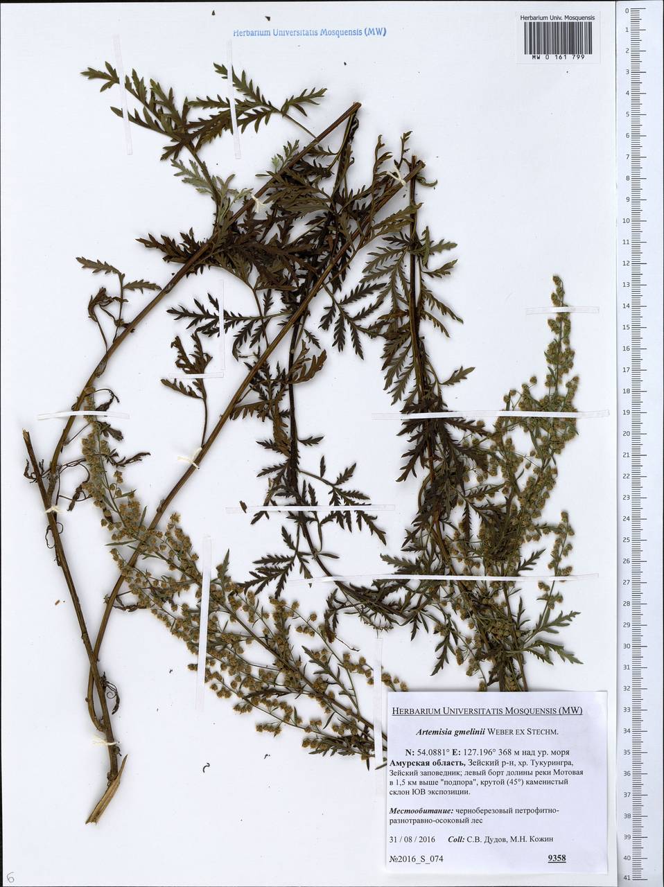 Artemisia gmelinii Weber ex Stechm., Siberia, Russian Far East (S6) (Russia)