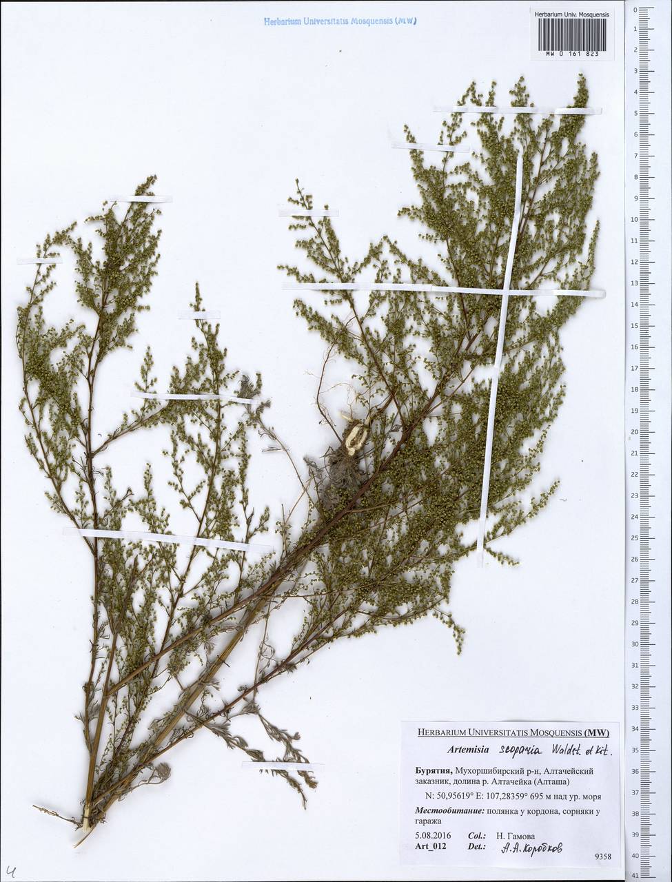 Artemisia scoparia Waldst. & Kit., Siberia, Baikal & Transbaikal region (S4) (Russia)