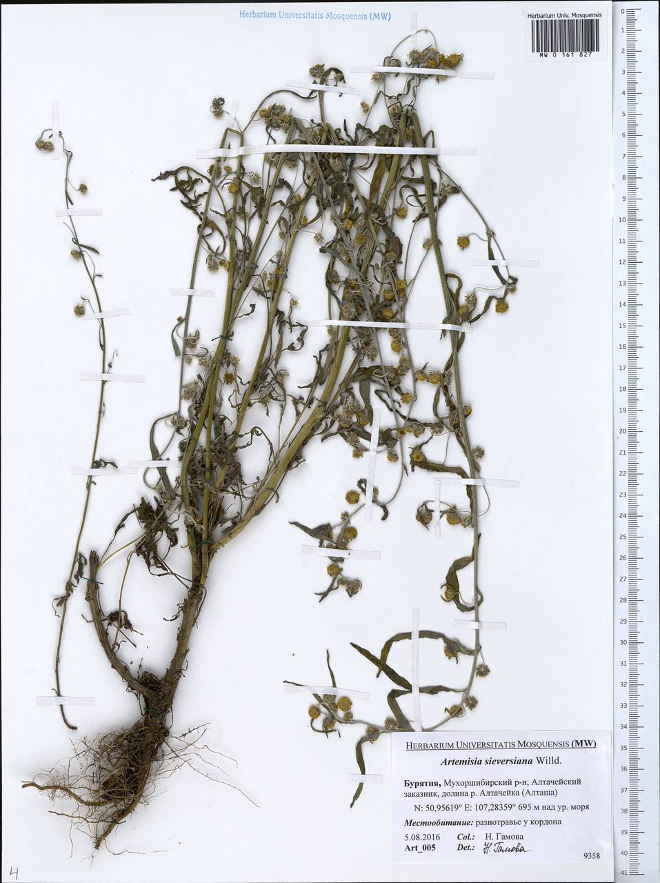 Artemisia sieversiana Ehrh. ex Willd., Siberia, Baikal & Transbaikal region (S4) (Russia)