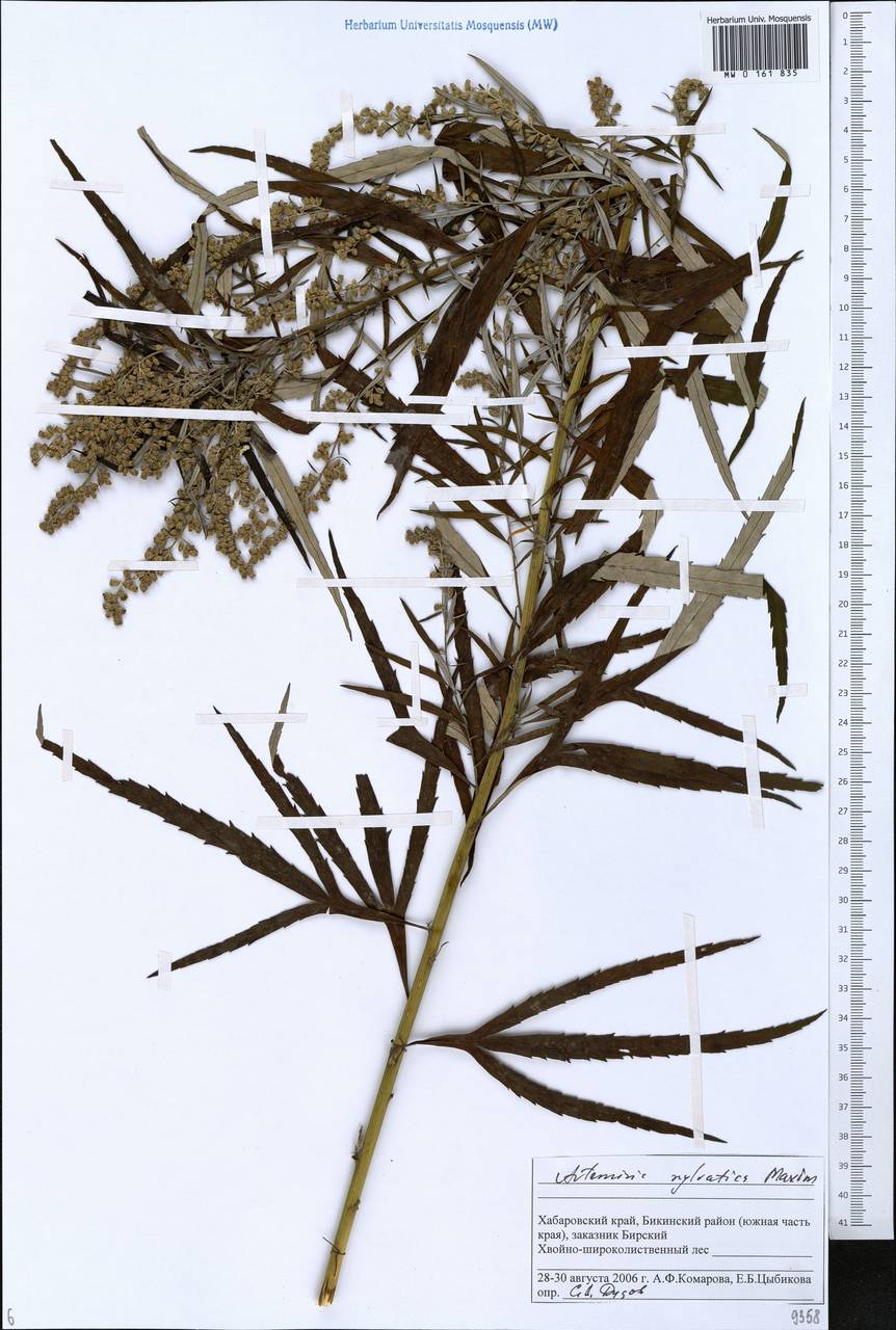 Artemisia sylvatica Maxim., Siberia, Russian Far East (S6) (Russia)