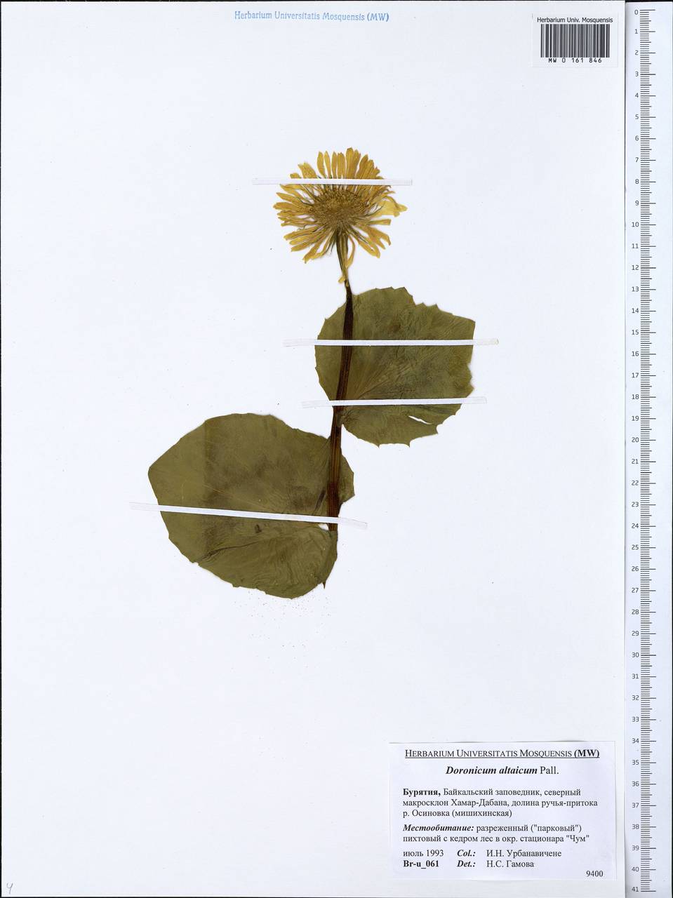 Doronicum altaicum Pall., Siberia, Baikal & Transbaikal region (S4) (Russia)