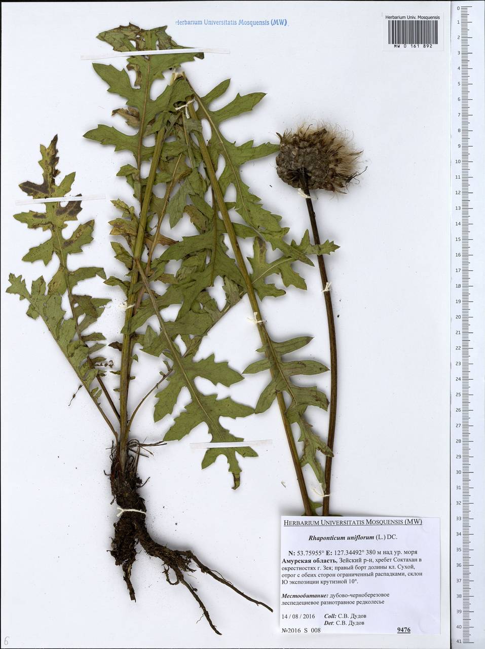 Rhaponticum uniflorum (L.) DC., Siberia, Russian Far East (S6) (Russia)