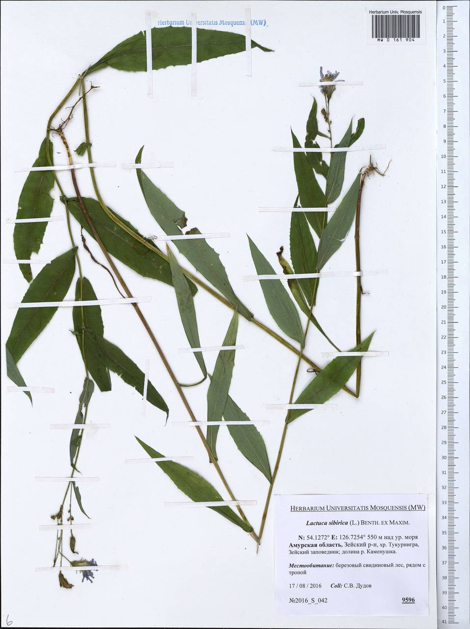 Lactuca sibirica (L.) Maxim., Siberia, Russian Far East (S6) (Russia)
